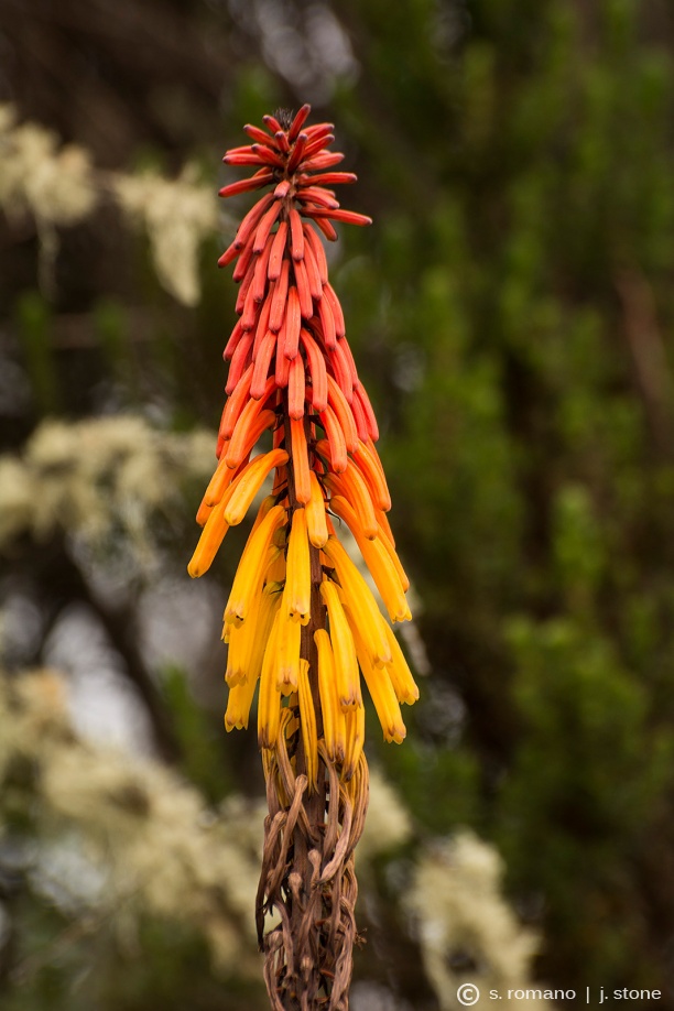 Red hot poker (torch lily)