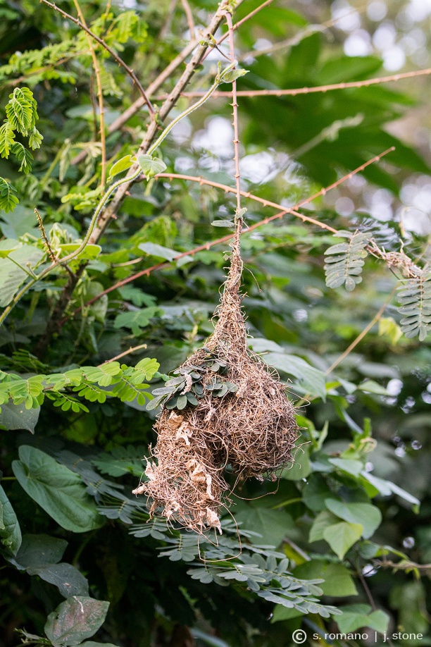 Weaver nest