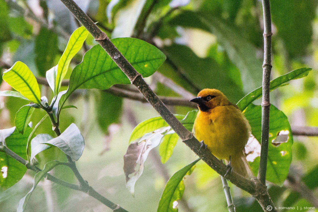 Spectacled weaver