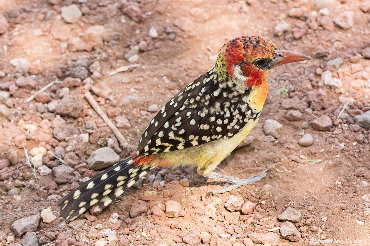 Red and yellow barbet