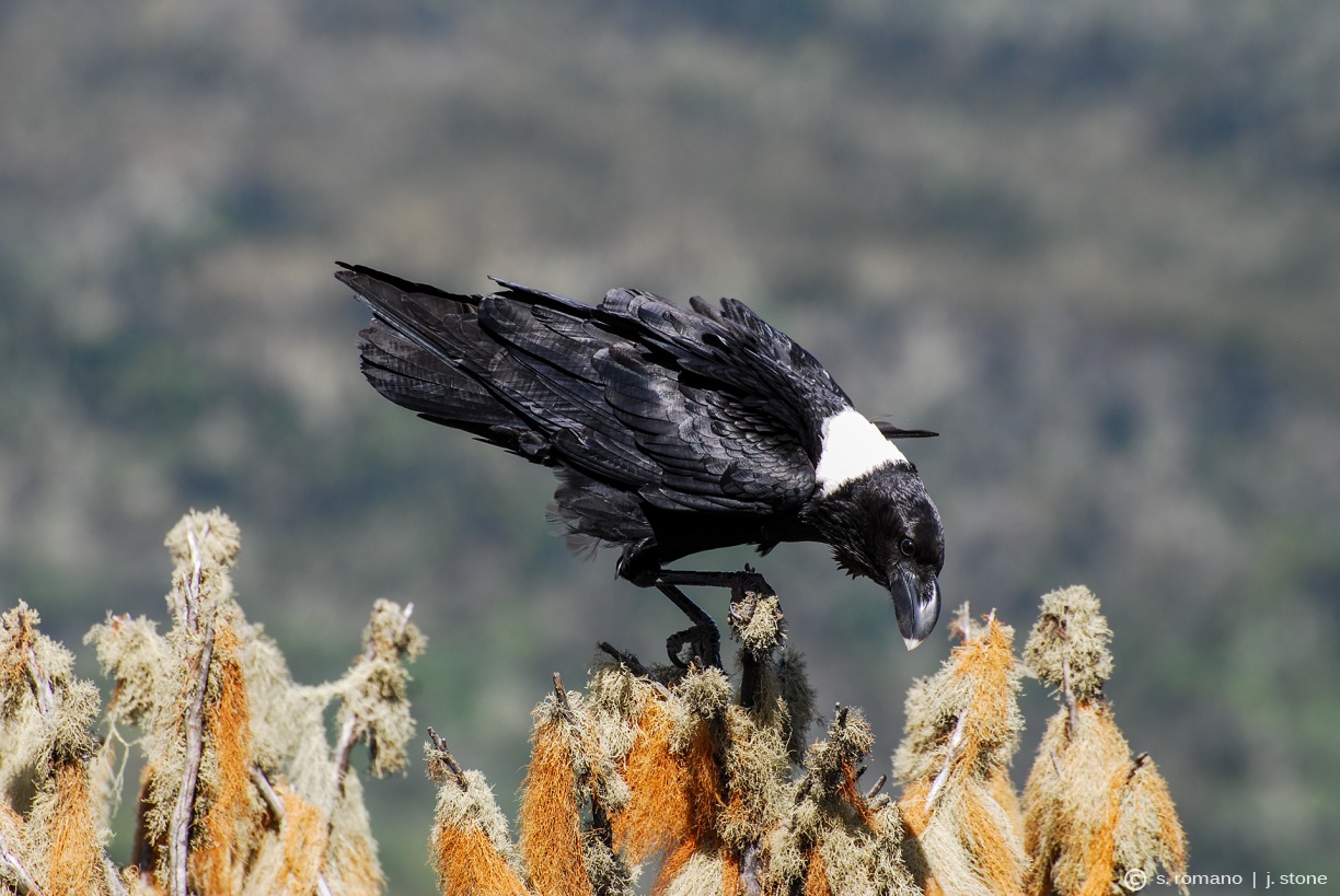 White-naped raven