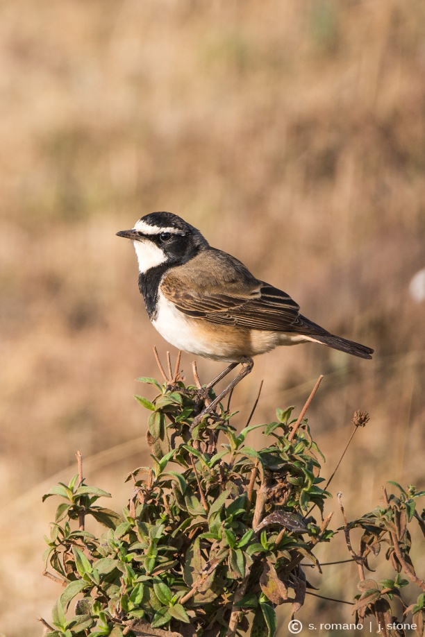 Capped wheateater