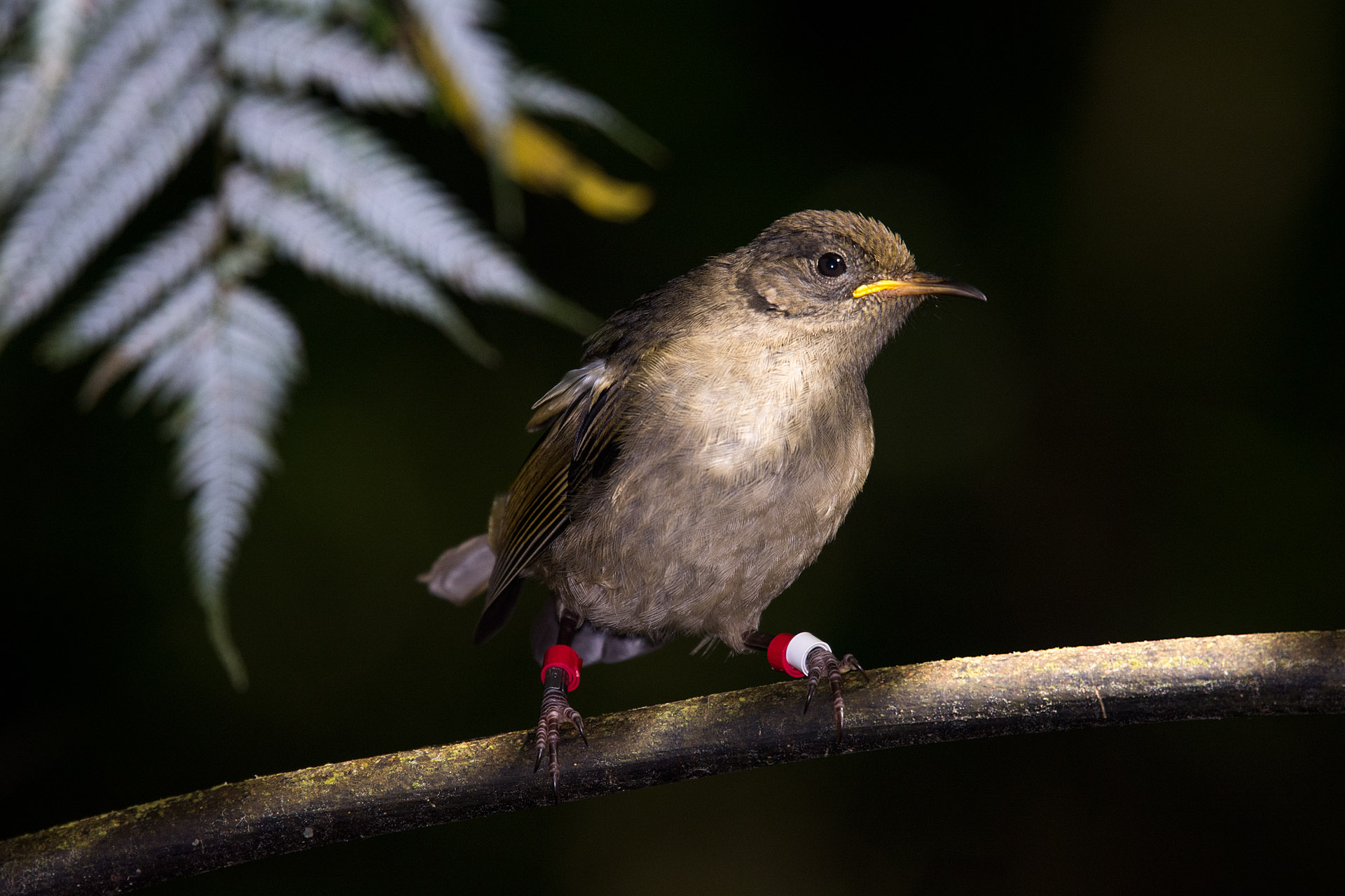 Stitchbird (Hihi), juvenile