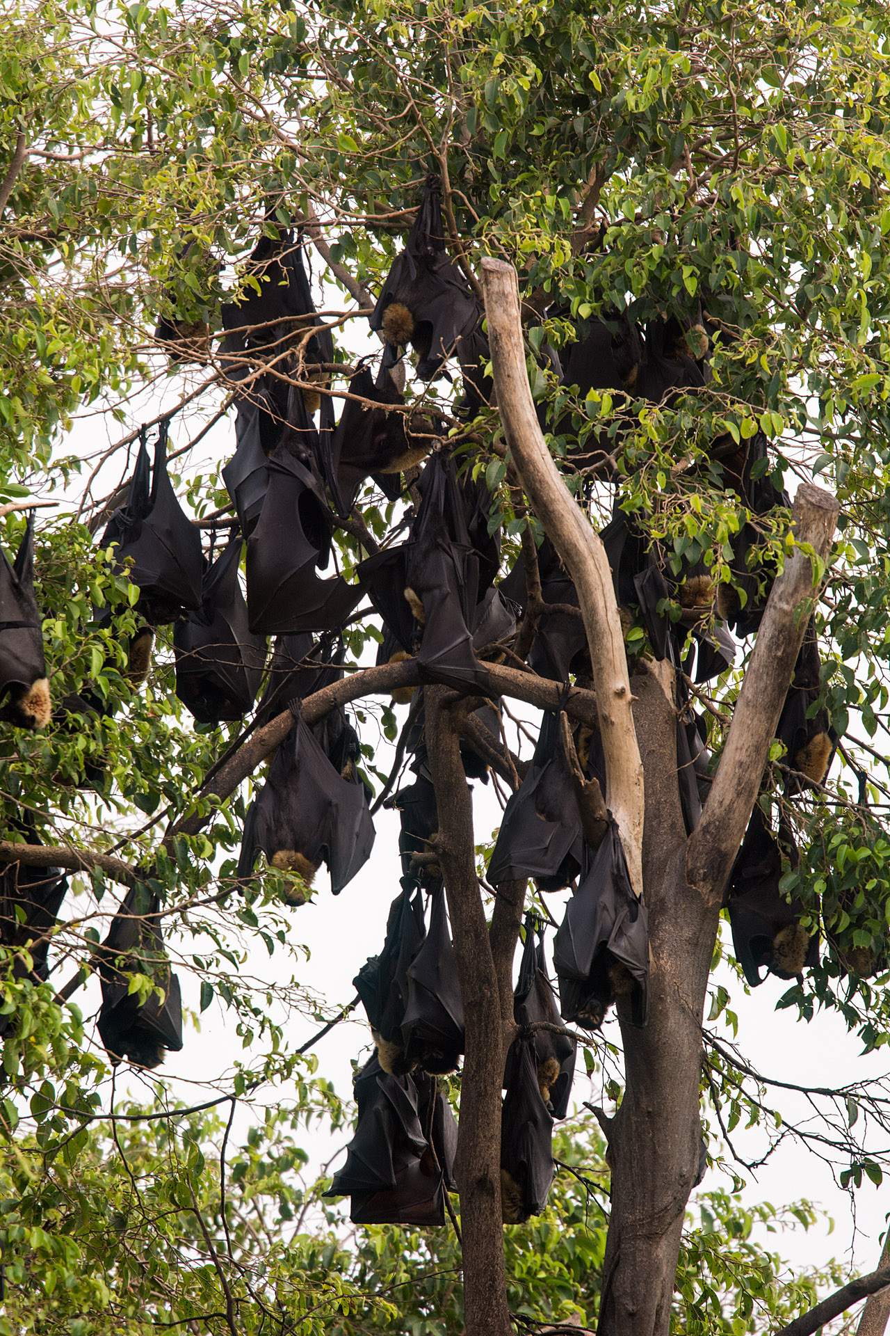 Spectacled flying foxes