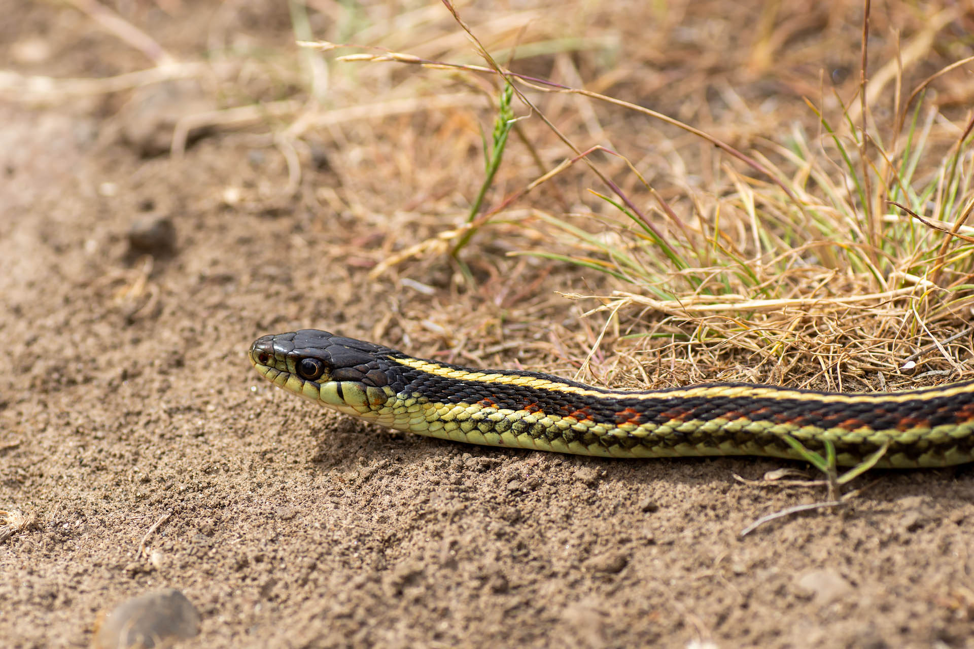 Valley garter snake