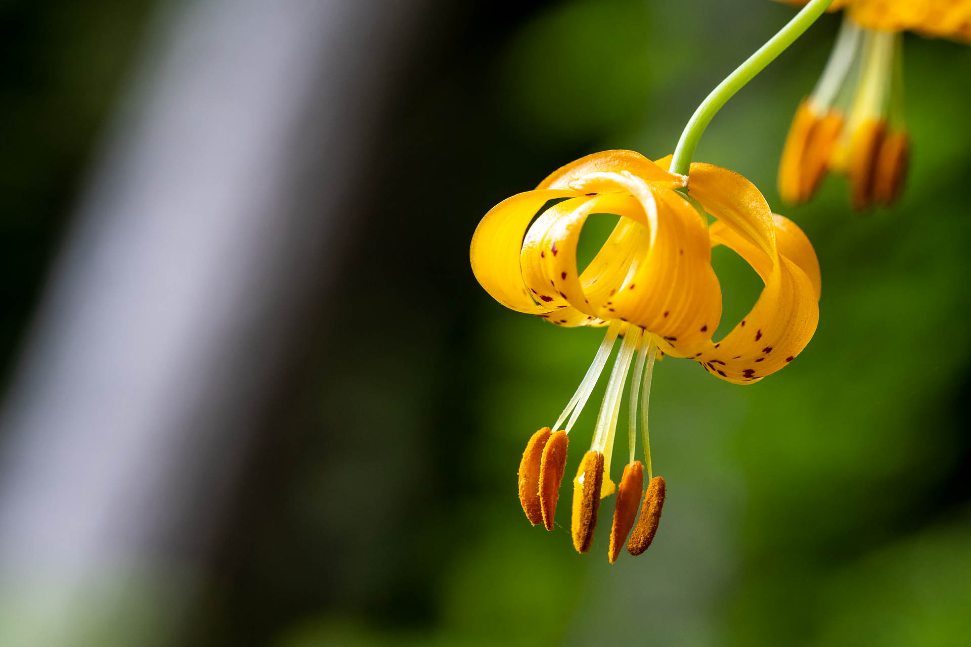 Columbia (tiger) lily