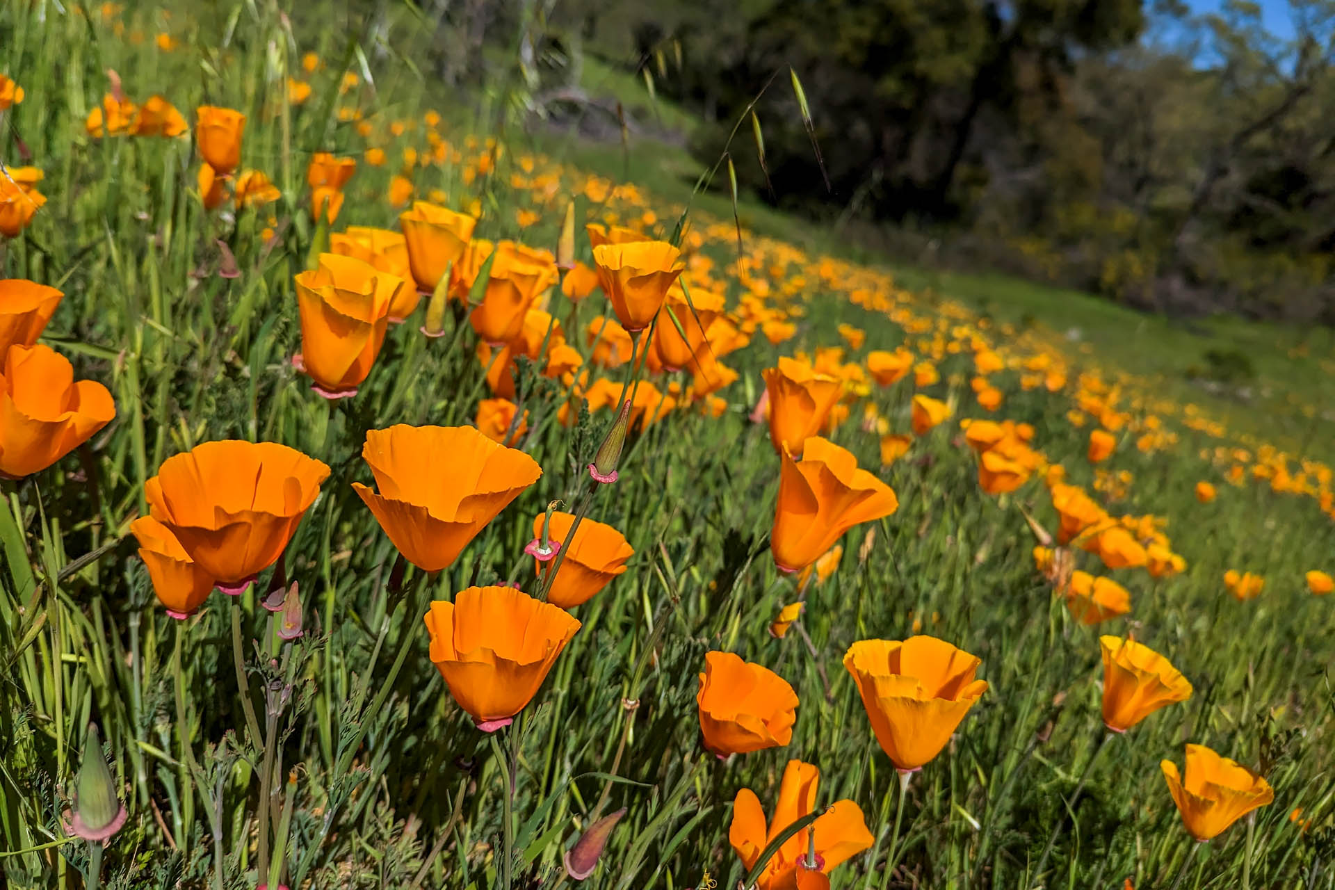 California poppy superbloom
