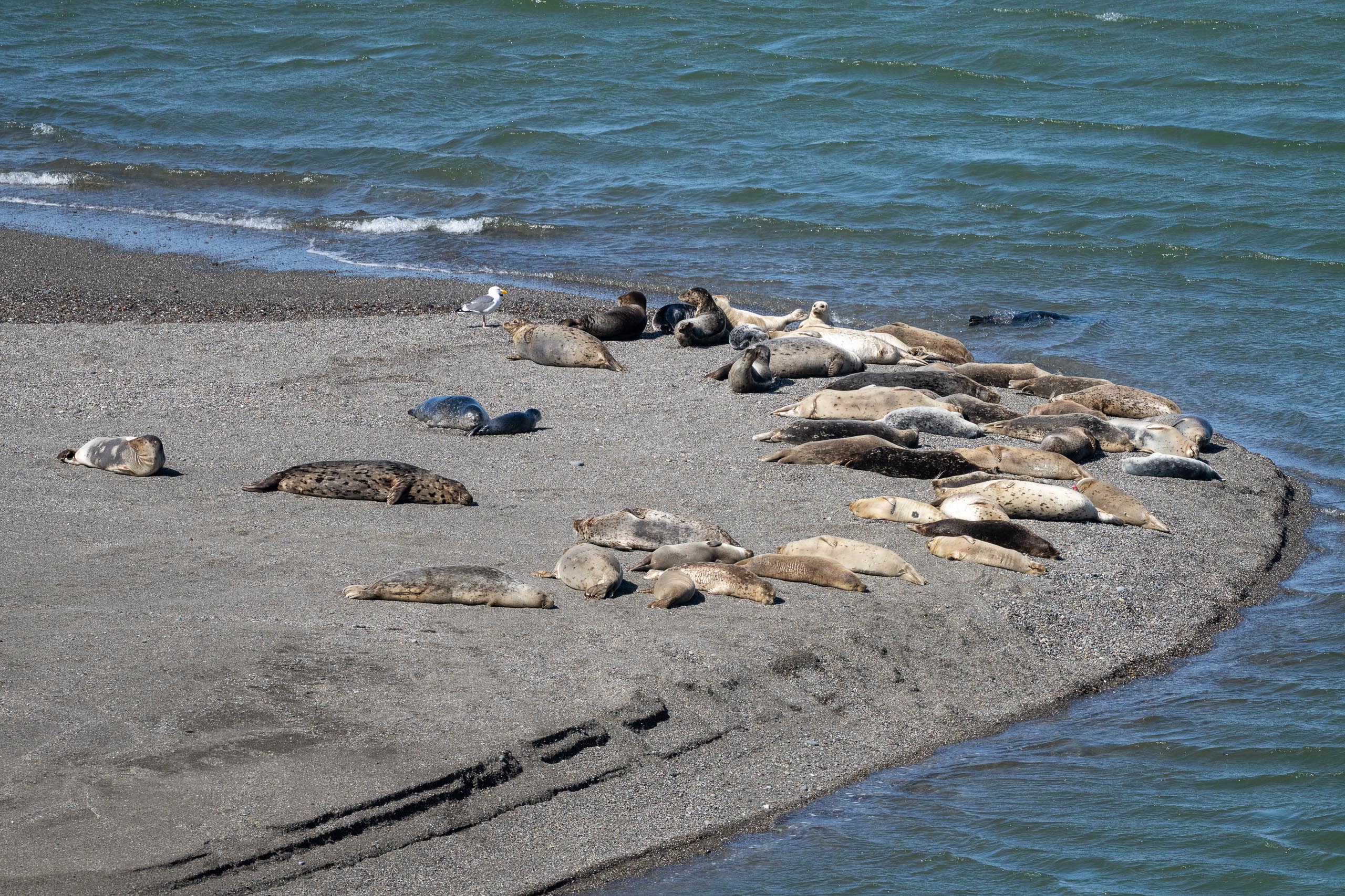 Harbor seal rookery